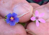 Campo Vivo north end 1