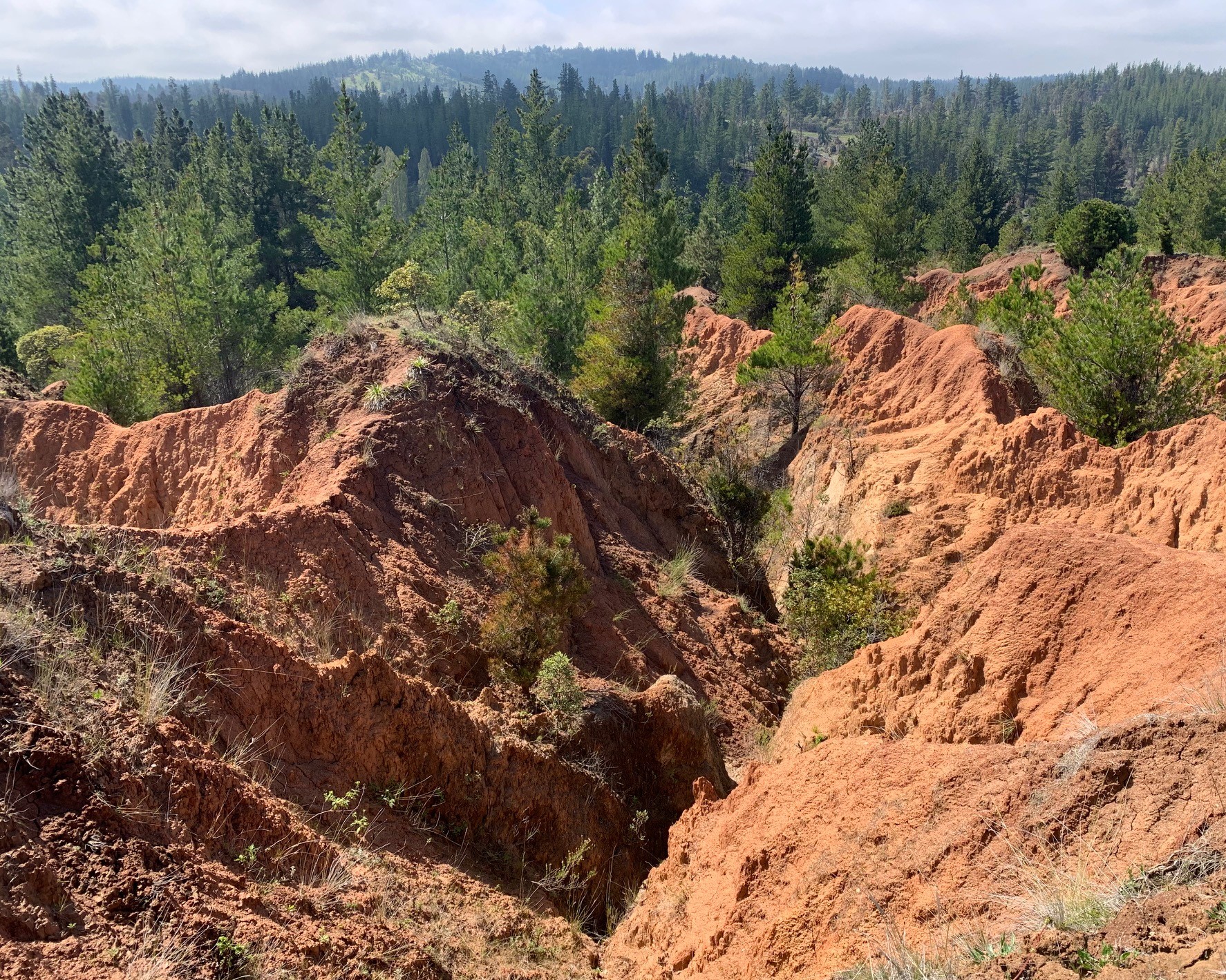 Campo Vivo north end 2